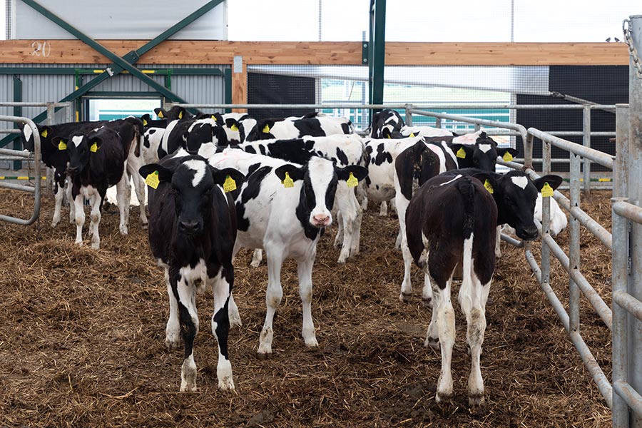 The Daily Life of Cows on Our Serene Dairy Farm