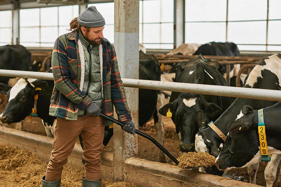 Generations of Dedication to Quality on Our Cow Farm